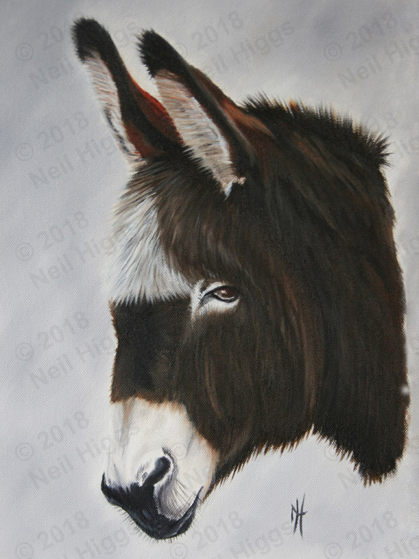 Donkey "Choccy" from Redwings Ada Cole