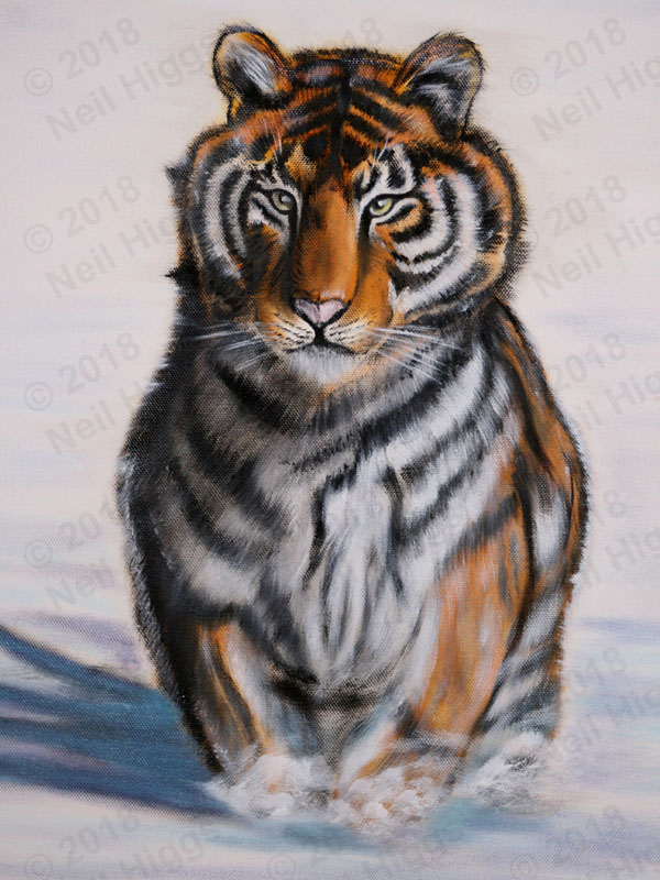 Siberian Tiger